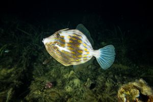 Mosaic Leatherjacket