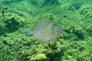 Mosaic Leatherjacket