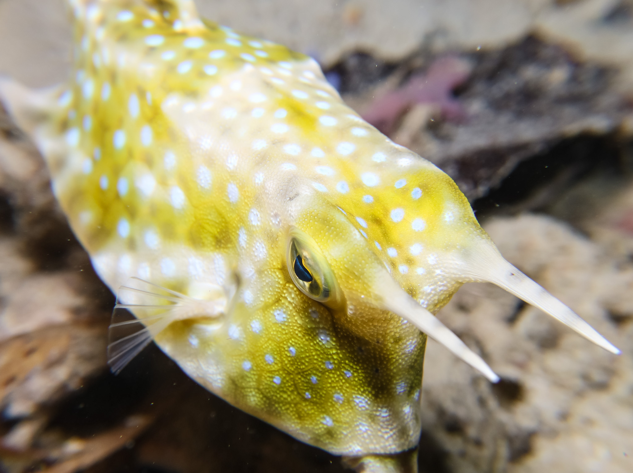 Longhorn Cowfish