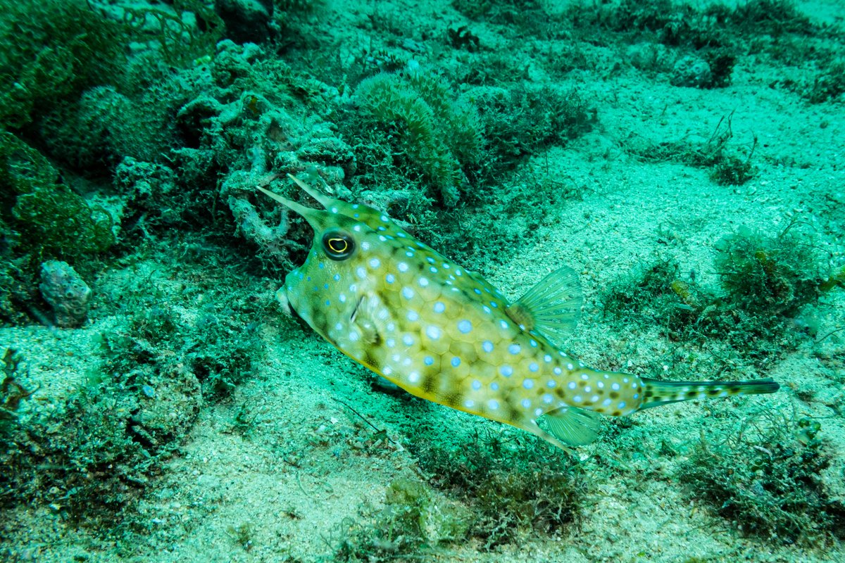 Longhorn Cowfish