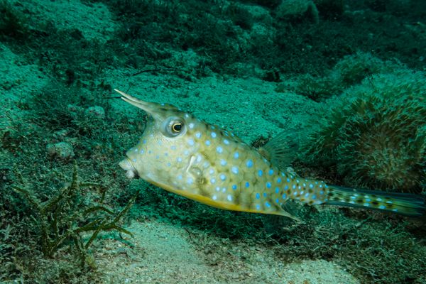 Longhorn Cowfish