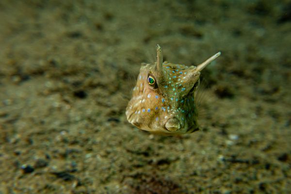Longhorn Cowfish