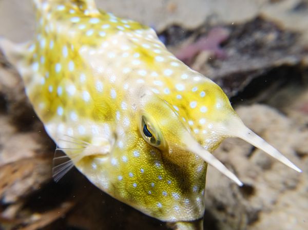 Longhorn Cowfish - Puerto Galera - 10 June 2025 - Dive 3