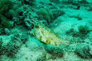 Longhorn Cowfish
