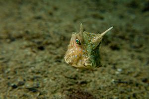 Longhorn Cowfish