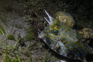 Longhorn Cowfish