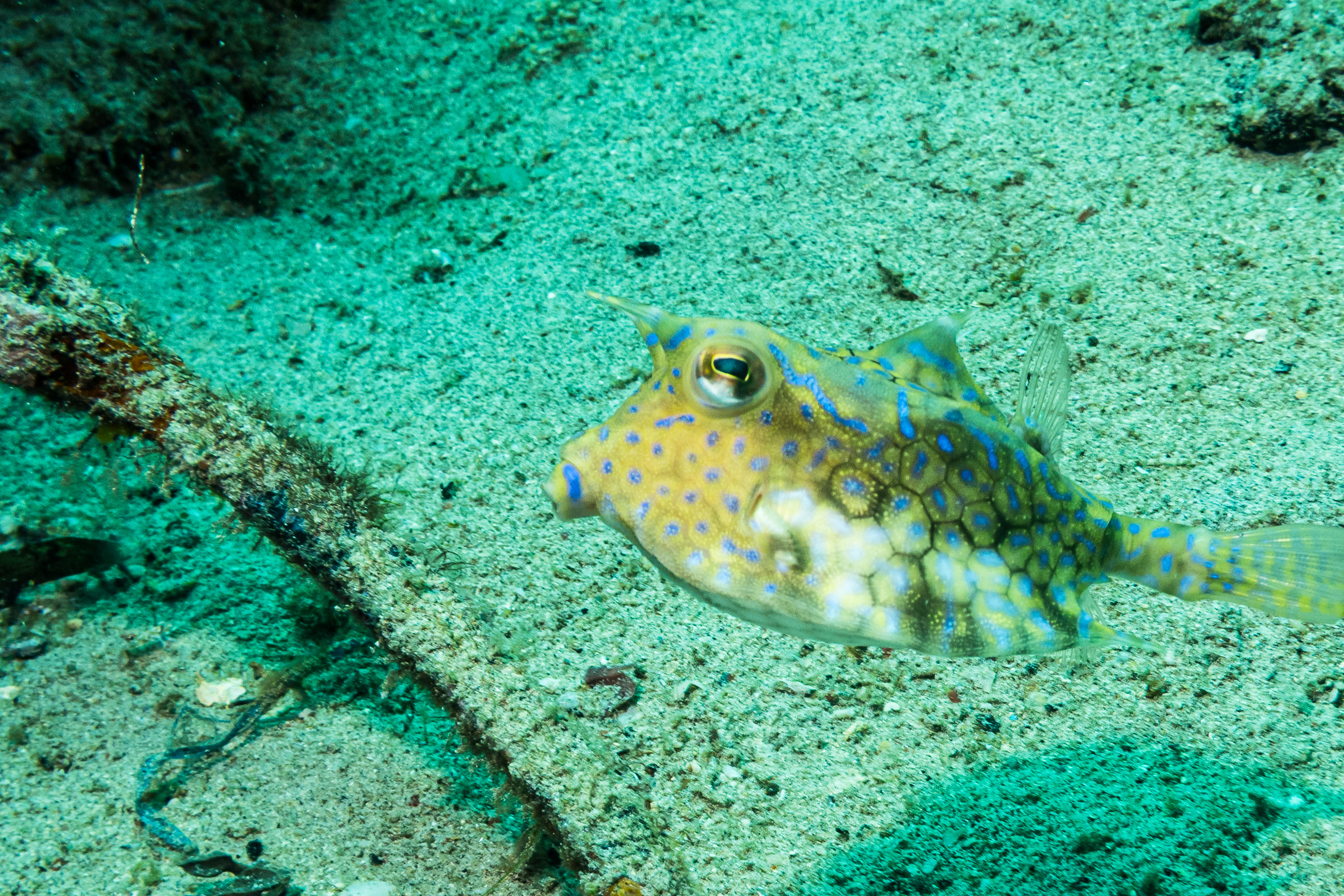 Thornback Cowfish