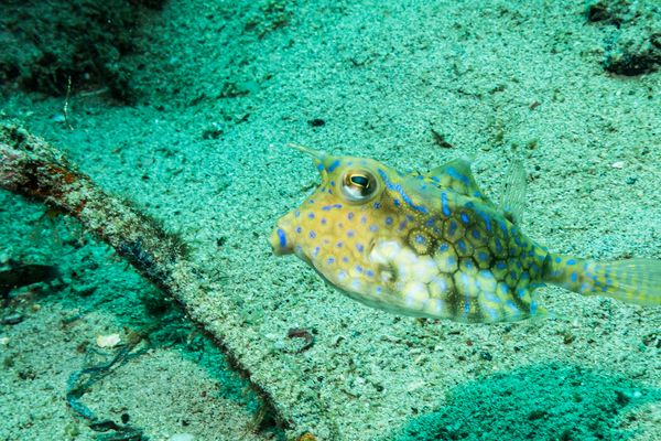 Thornback Cowfish
