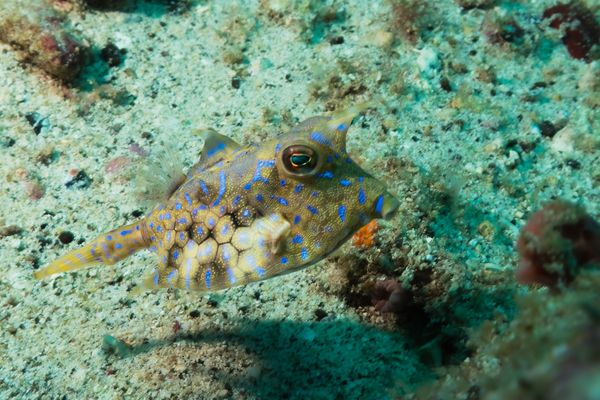 Thornback Cowfish
