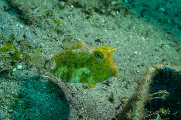 Thornback Cowfish