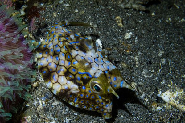 Thornback Cowfish