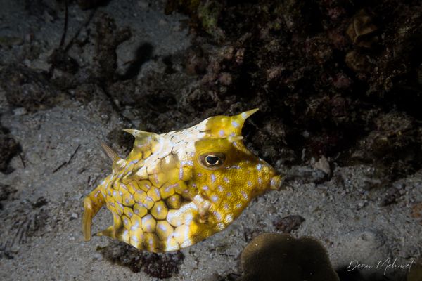 Thornback Cowfish