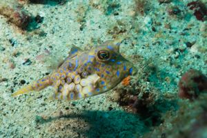 Thornback Cowfish