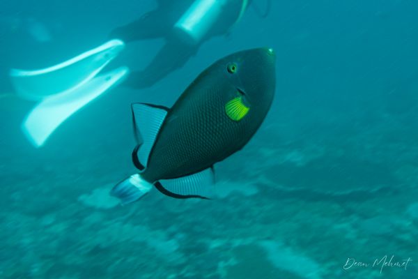 Pinktail Triggerfish - Amed, Bali - 4 July 2026 - Dive 1 - Manta Point