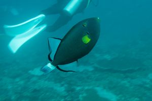 Pinktail Triggerfish from Amed, Bali