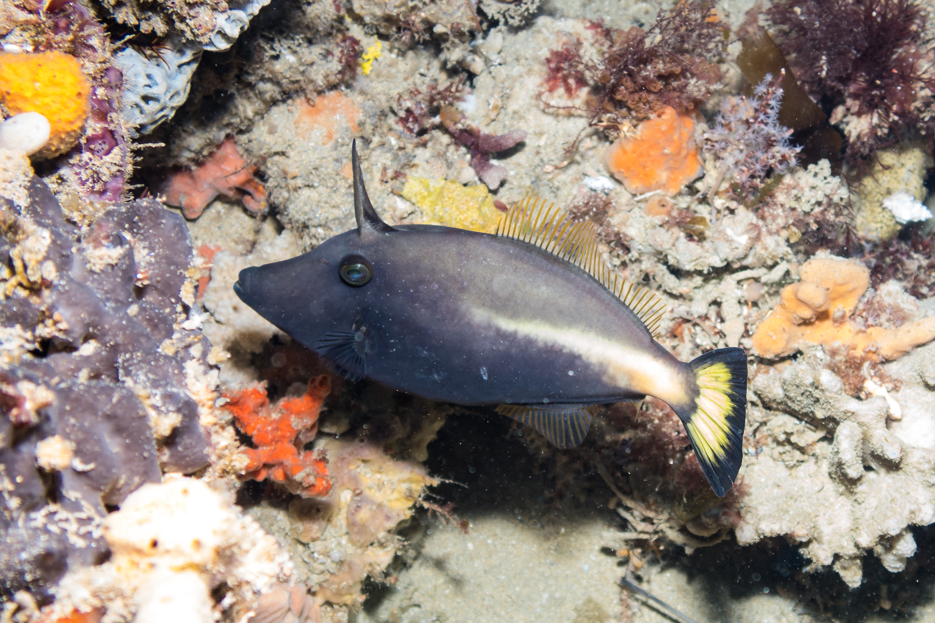 Yellowstriped Leatherjacket