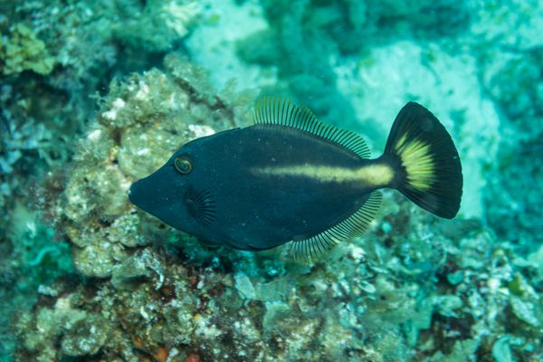 Yellowstriped Leatherjacket - Busselton, WA - 14 March 2026 - Dive 1 - 4 Mile Reef