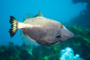 Yellowstriped Leatherjacket