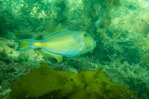 Sixspine Leatherjacket