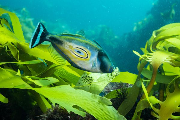 Horseshoe Leatherjacket - Photo 3