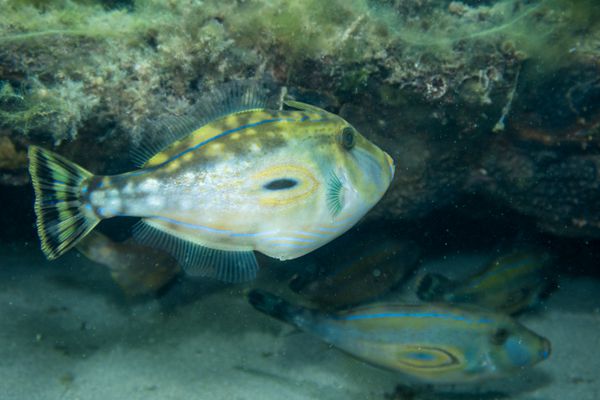 Horseshoe Leatherjacket - Blairgowrie / Feb 8, 2026