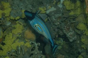 Horseshoe Leatherjacket