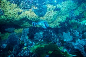 Horseshoe Leatherjacket