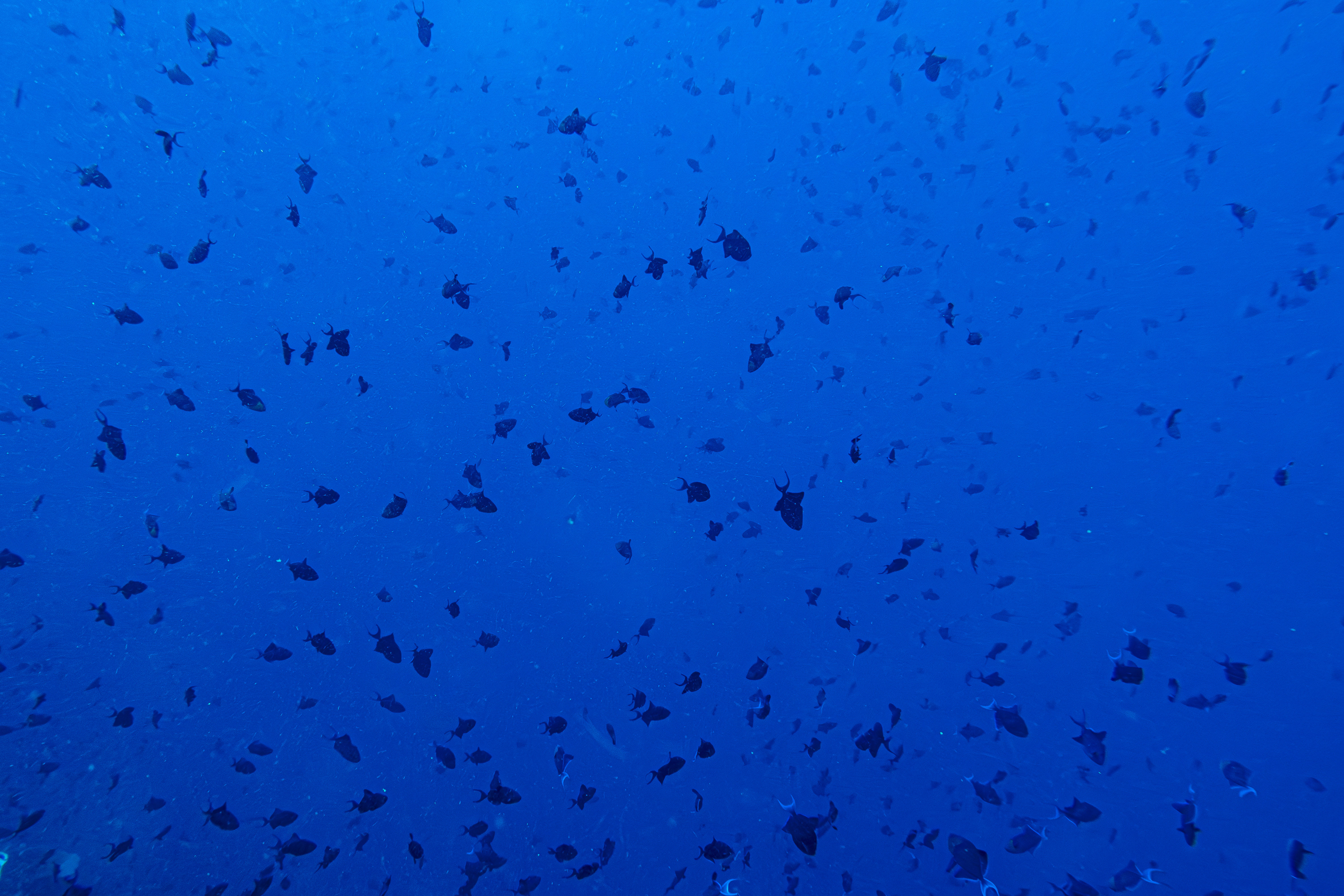 Redtooth Triggerfish