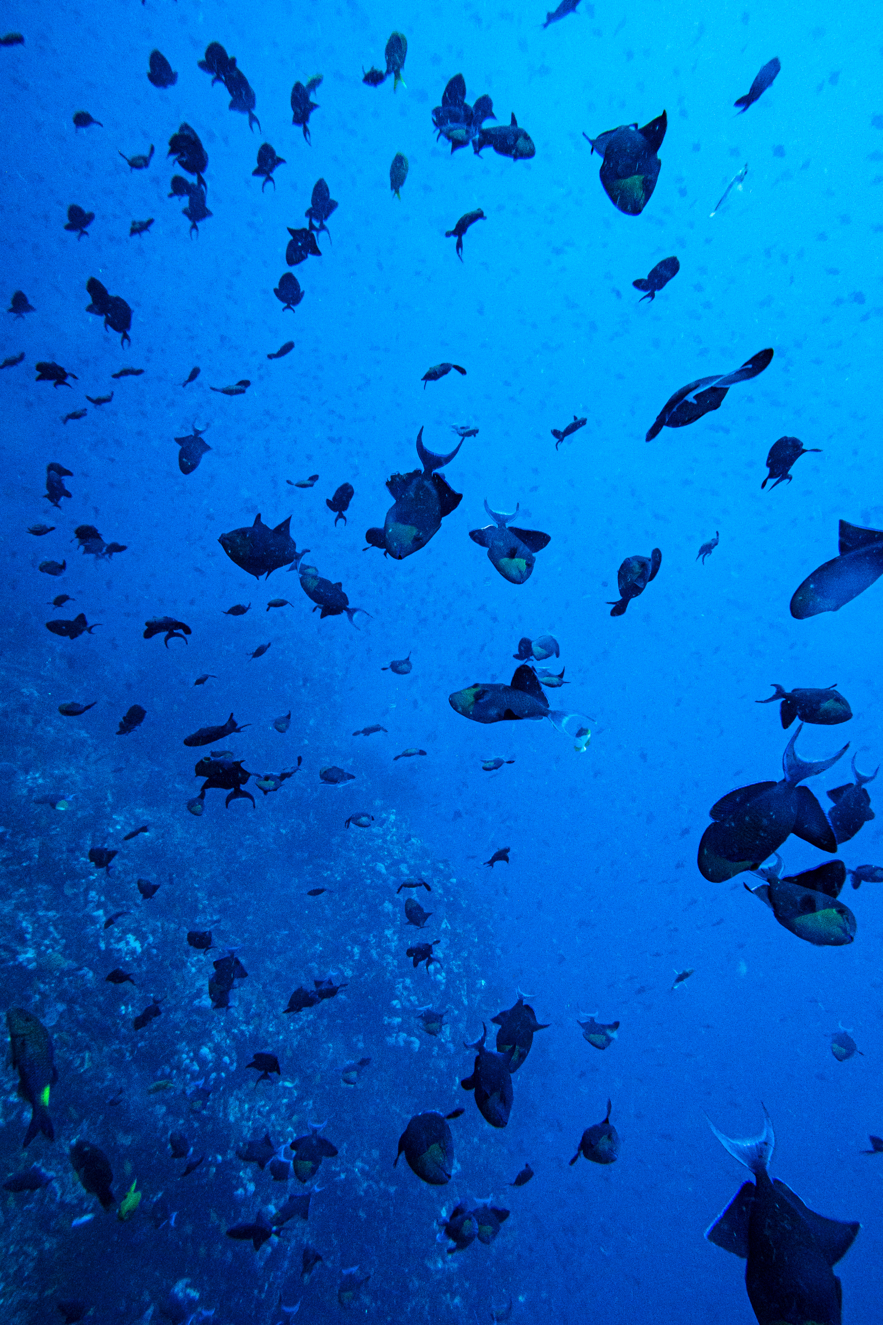 Redtooth Triggerfish