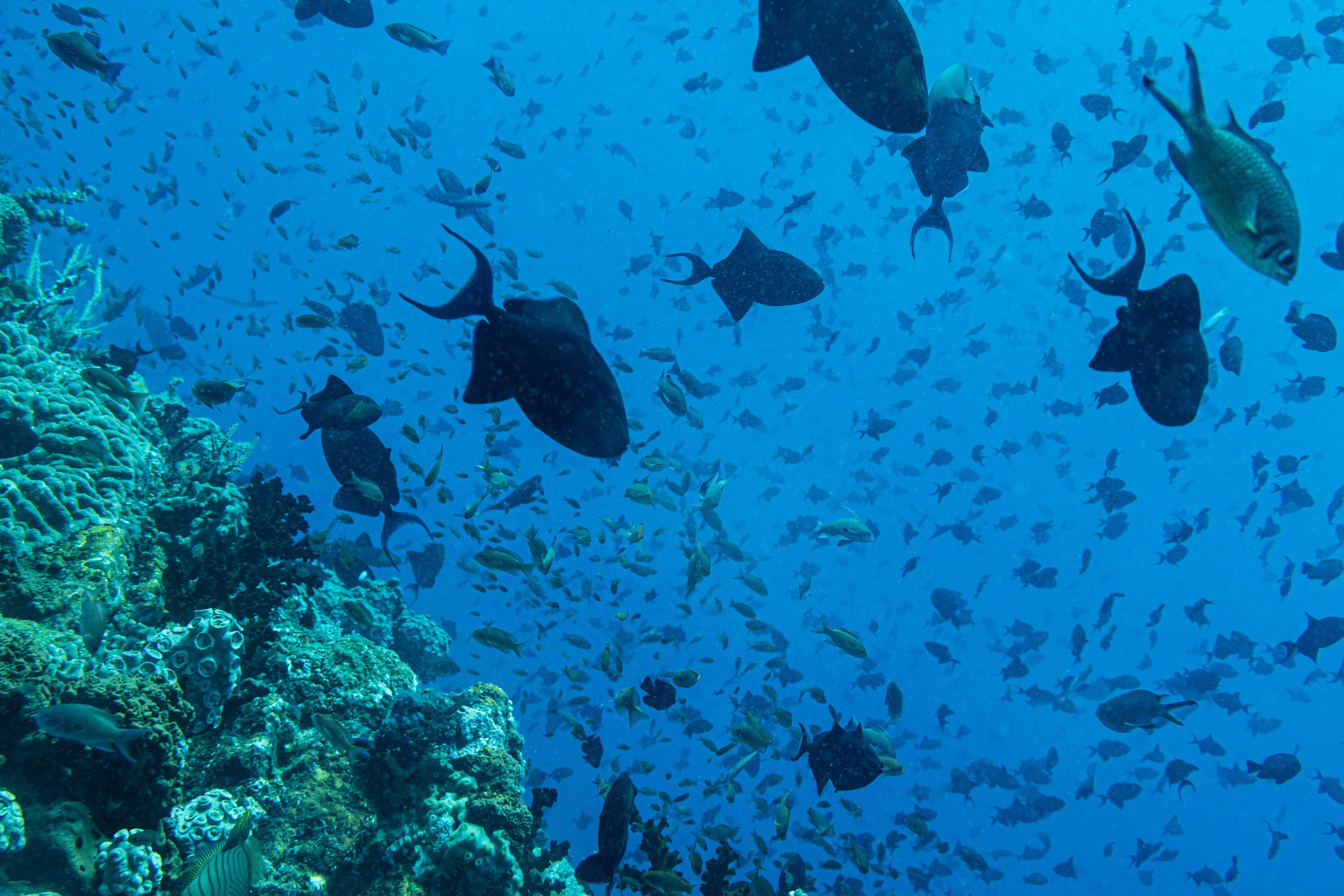 Redtooth Triggerfish