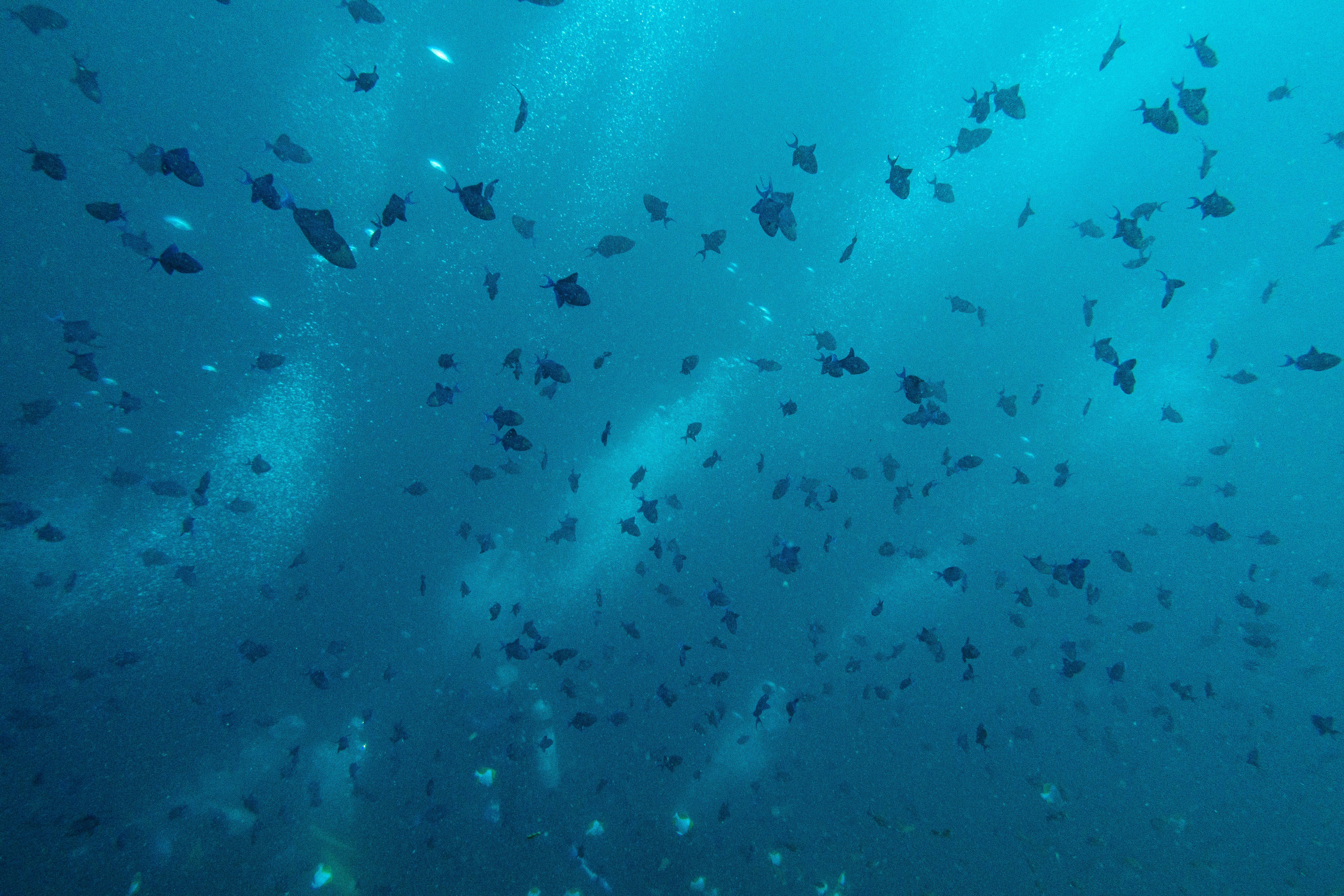 Redtooth Triggerfish