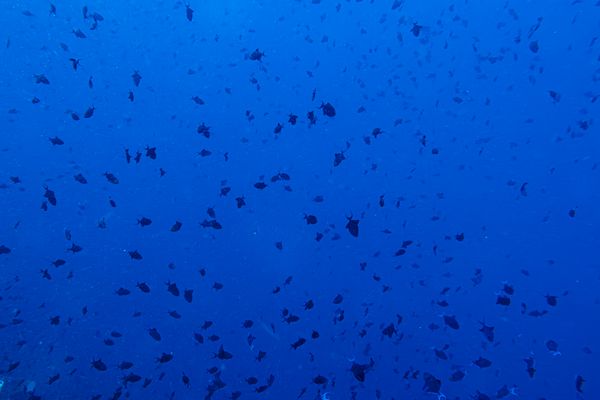 Redtooth Triggerfish - Photo 2