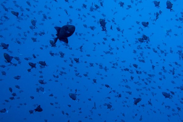 Redtooth Triggerfish - Photo 3
