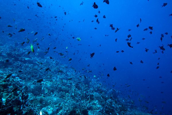 Redtooth Triggerfish - Photo 4