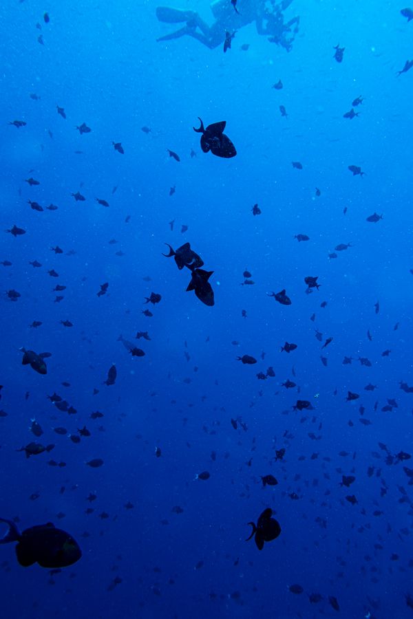 Redtooth Triggerfish - Photo 7