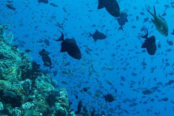Redtooth Triggerfish - Photo 8