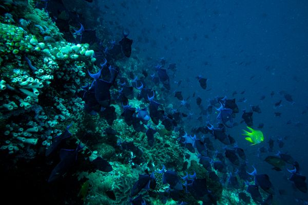 Redtooth Triggerfish - Photo 11