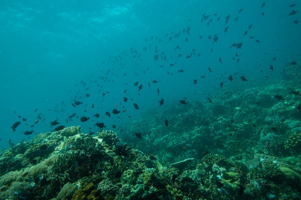 Redtooth Triggerfish - Photo 13