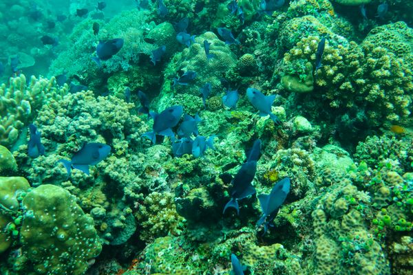 Redtooth Triggerfish - Photo 16