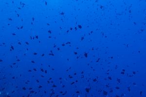 Redtooth Triggerfish