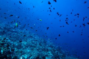 Redtooth Triggerfish