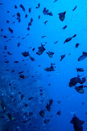 Redtooth Triggerfish