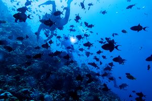 Redtooth Triggerfish
