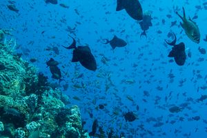 Redtooth Triggerfish