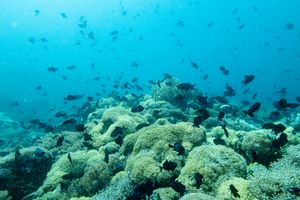 Redtooth Triggerfish