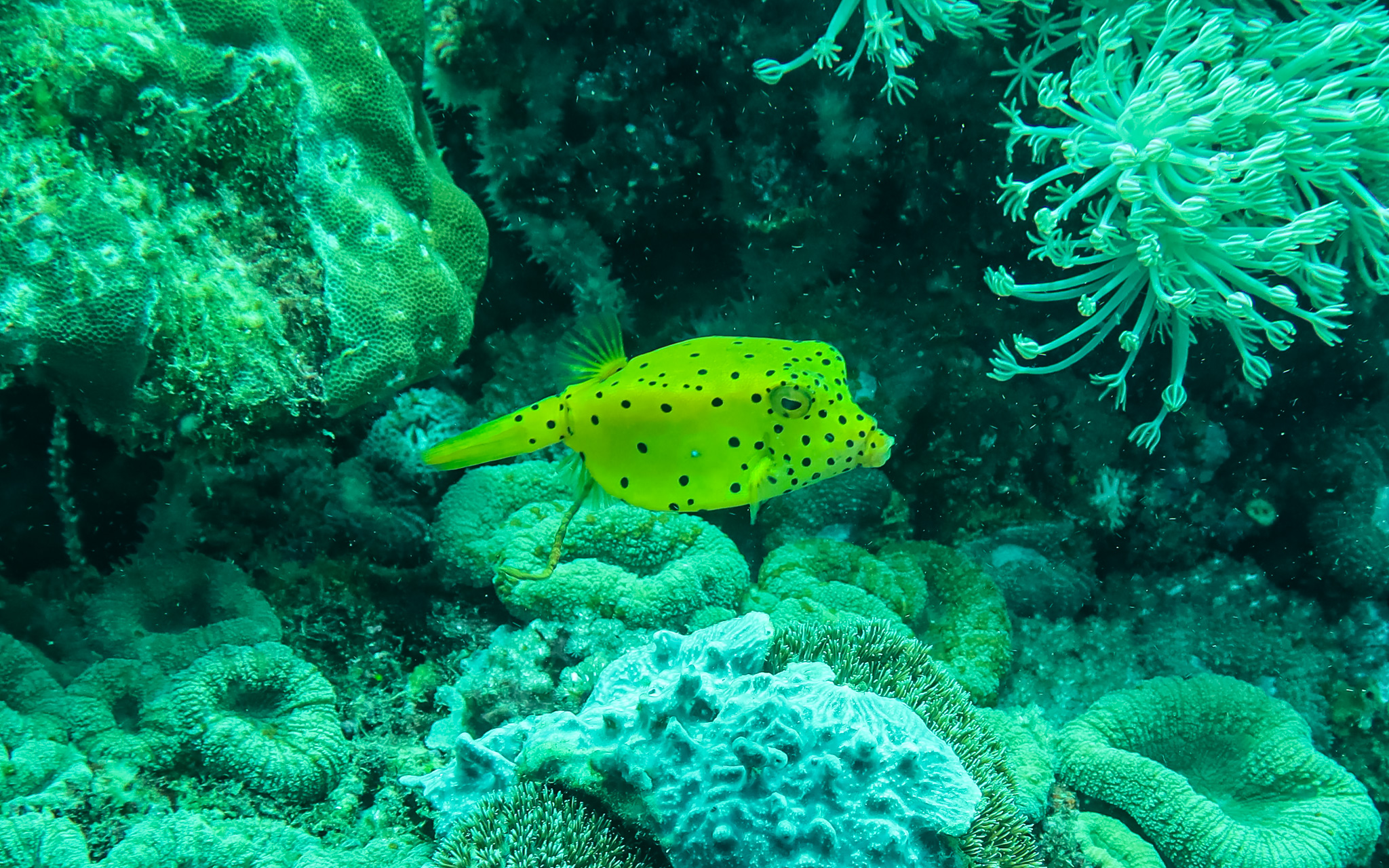 Yellow Boxfish