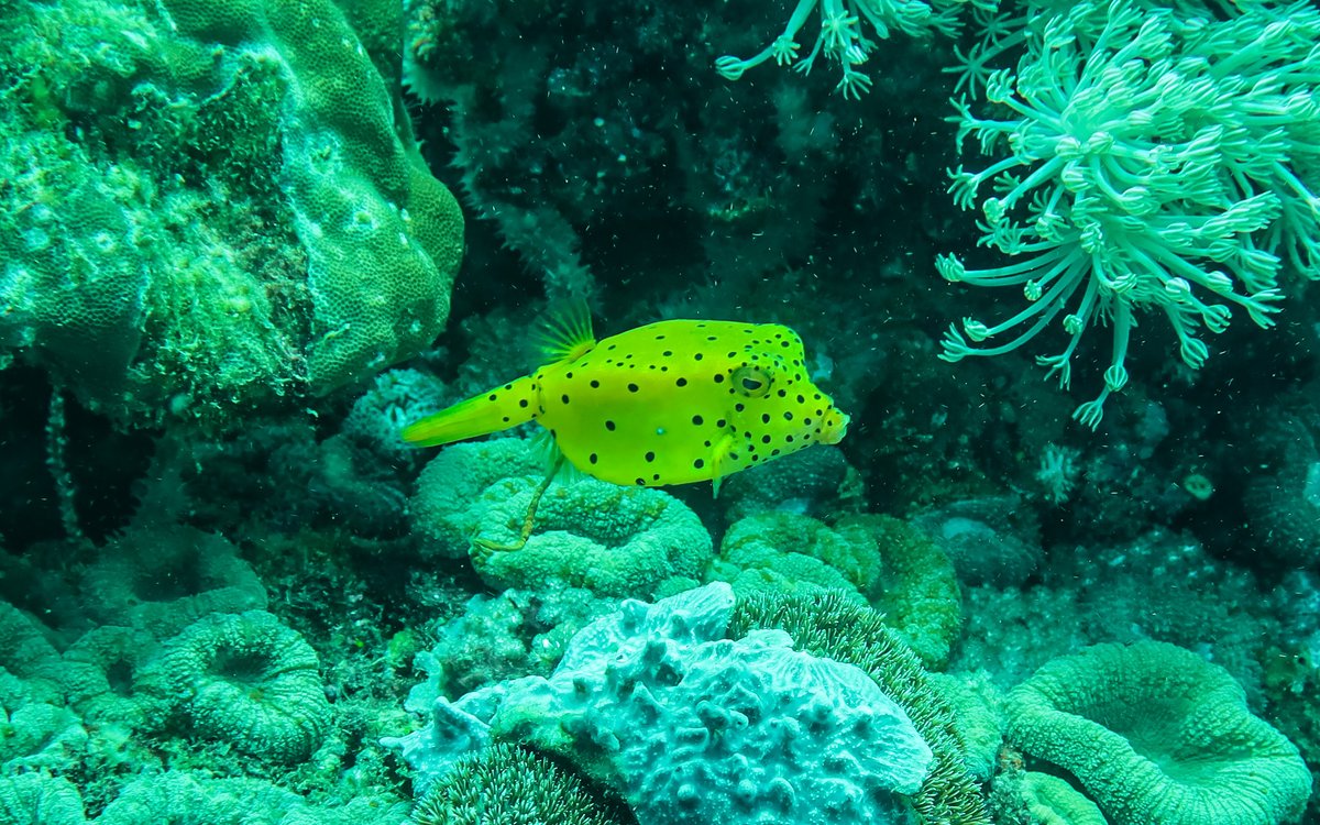 Yellow Boxfish hero image