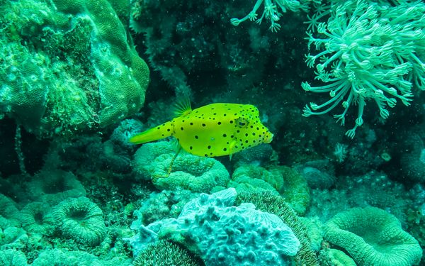 Yellow Boxfish - Puerto Galera - 9 June 2025 - Dive 0