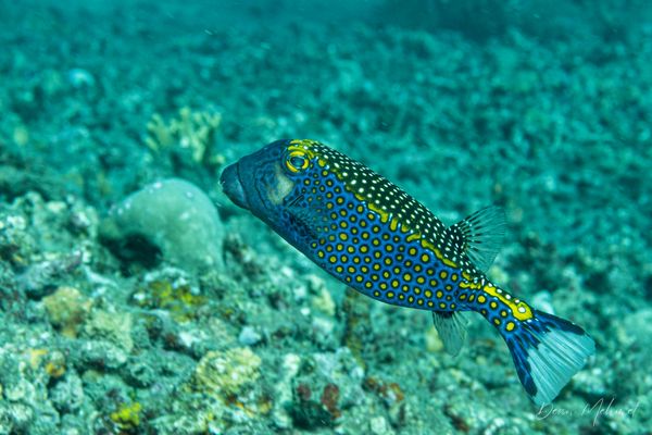 Black Boxfish