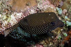 Black Boxfish